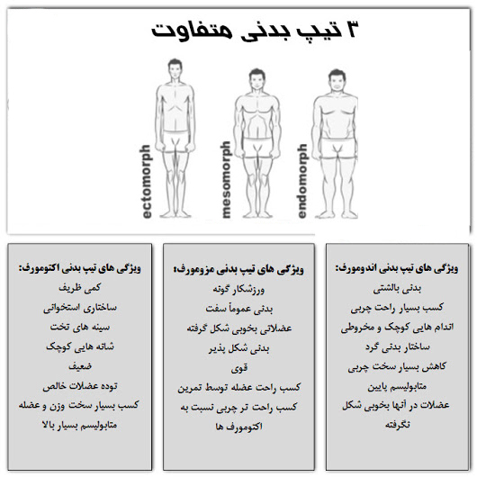 سه تیپ بدنی - اندومورف - مزومورف و اکتومورف