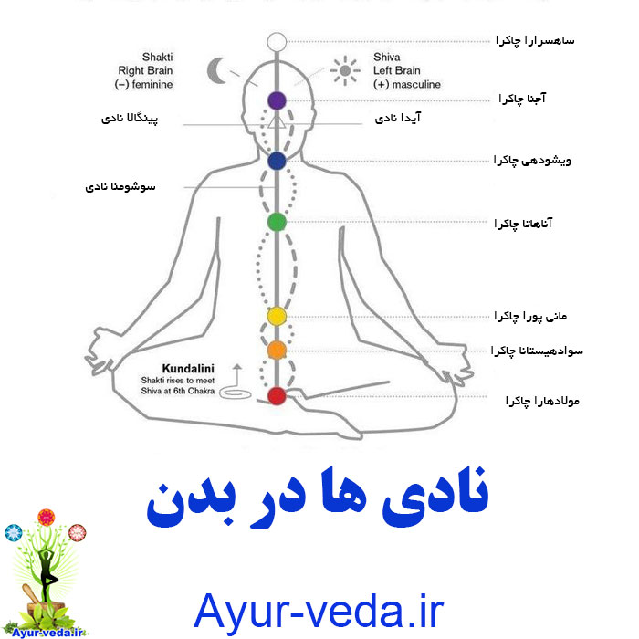 nadi in body - نادی ها در بدن