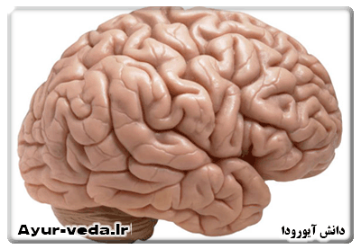 حقایقی شگفت انگیز درخصوص مغز انسان