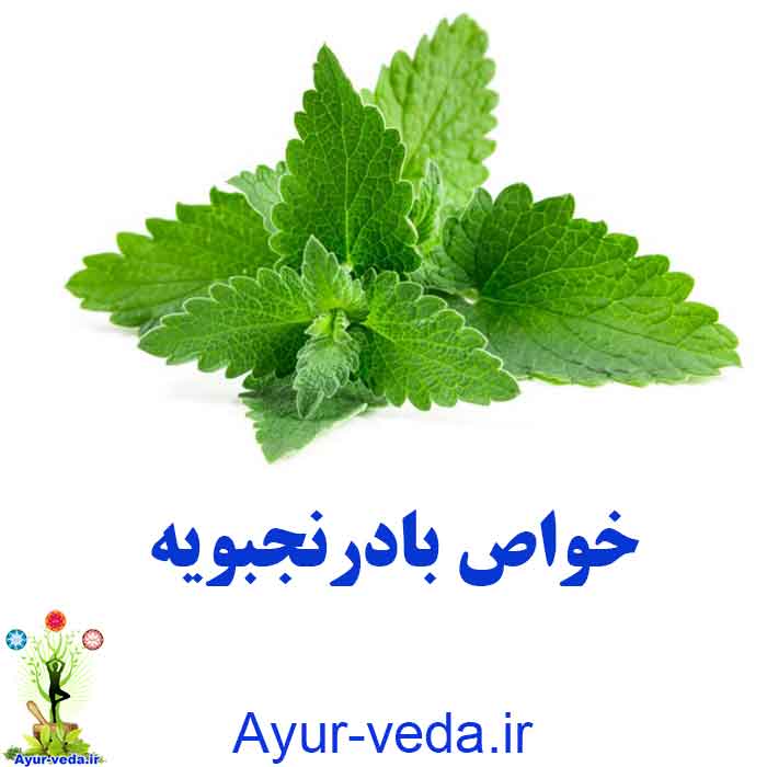 Dracocephalum - خواص بادرنجبویه