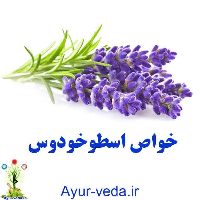 Lavandula - خواص اسطوخودوس