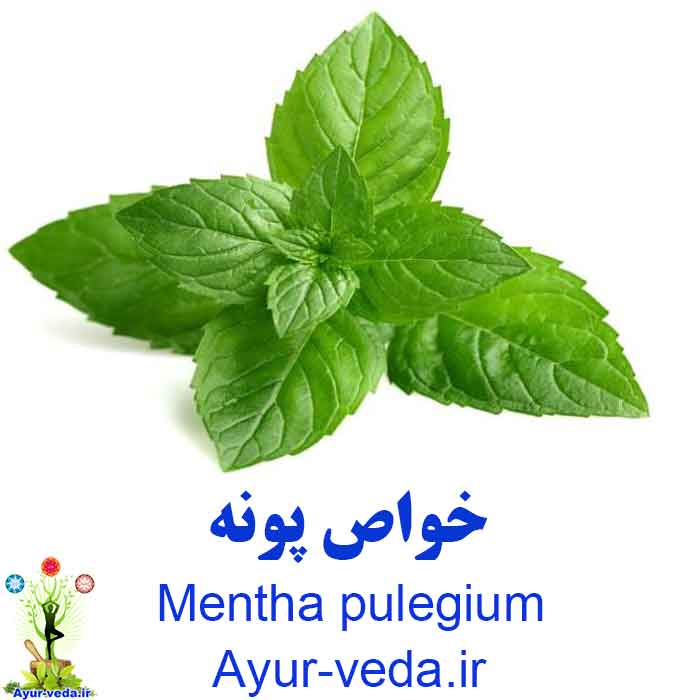 Mentha pulegium - خواص پونه