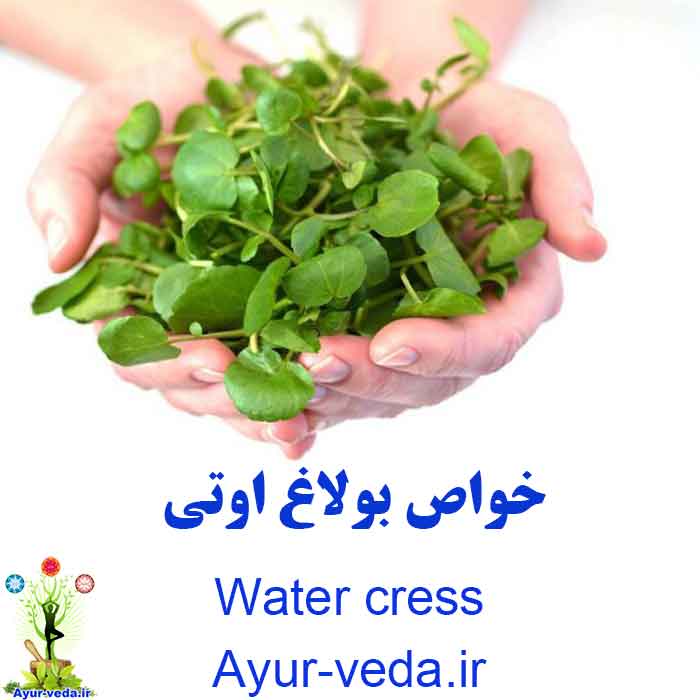 Water cress - خواص بولاغ اوتی