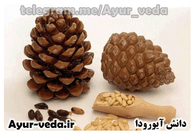 خواص روغن گیاهی کاج