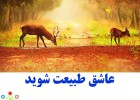 عاشق طبیعت شوید